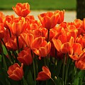 Spring Tulips